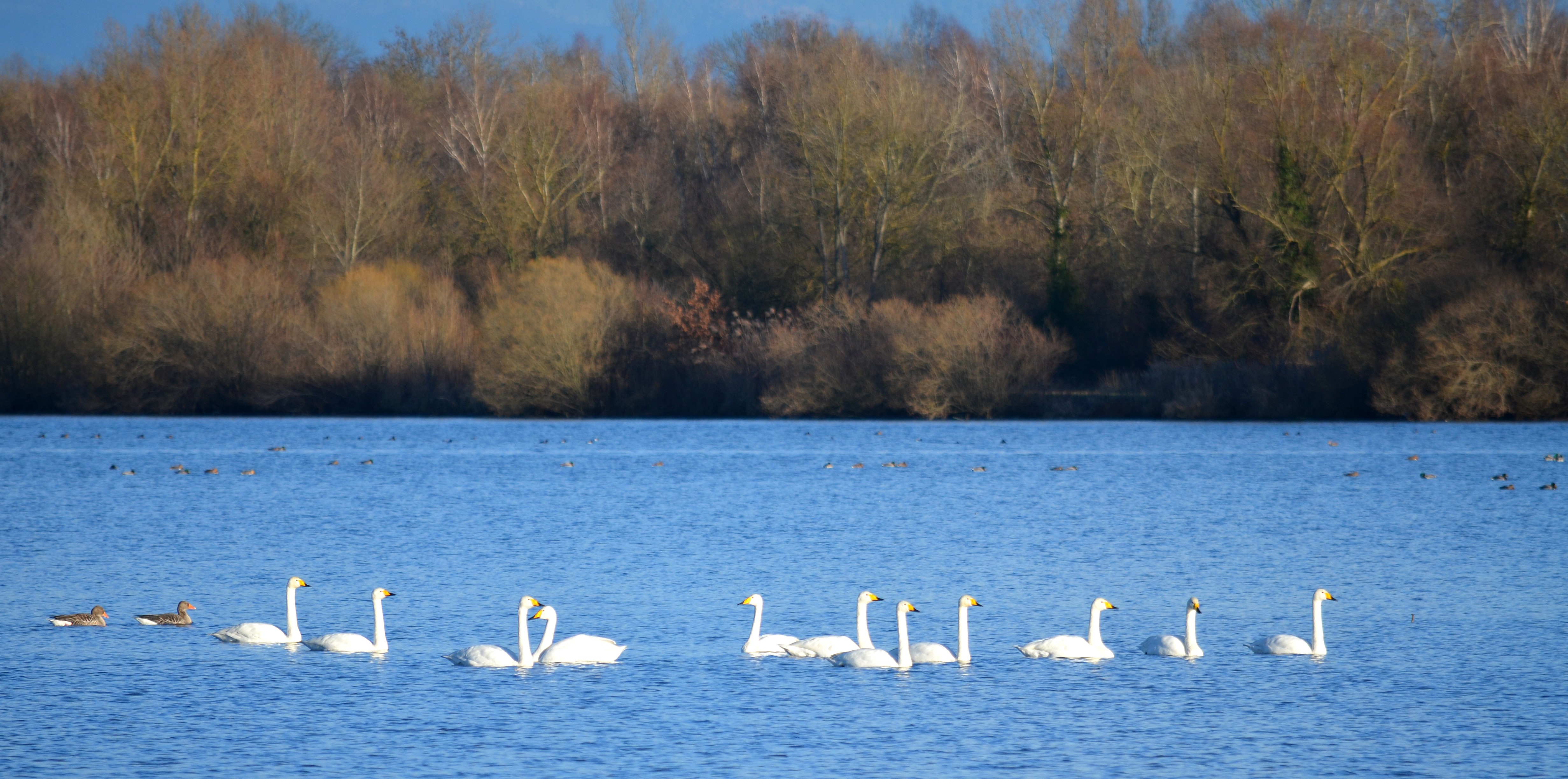 Participez au comptage des oiseaux d’eau (Wetlands)